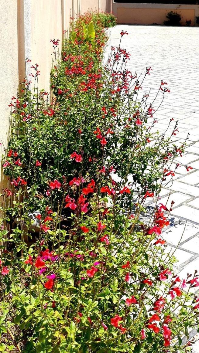 Reiki Villas Erikousa Ereikoussa Dış mekan fotoğraf
